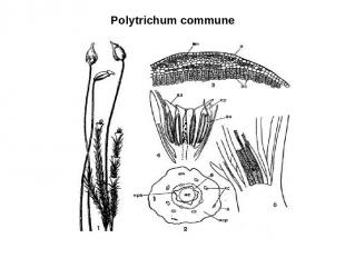 Polytrichum commune