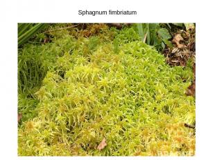 Sphagnum fimbriatum