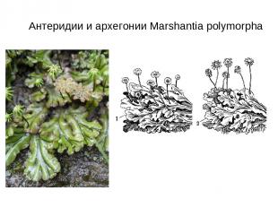 Антеридии и архегонии Marshantia polymorpha