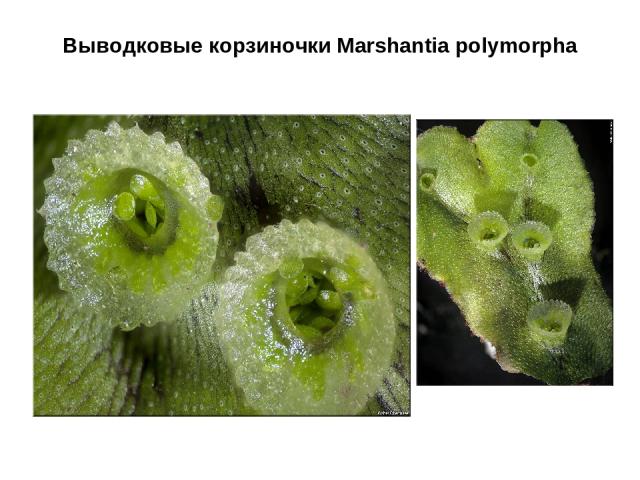 Выводковые корзиночки Marshantia polymorpha