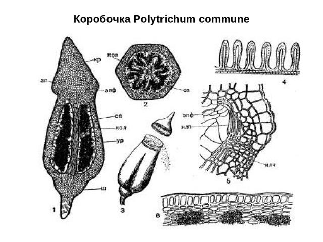 Коробочка Polytrichum commune