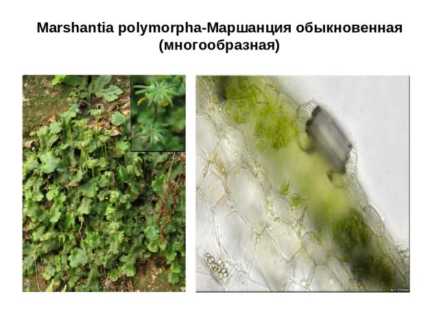 Marshantia polymorpha-Маршанция обыкновенная (многообразная)