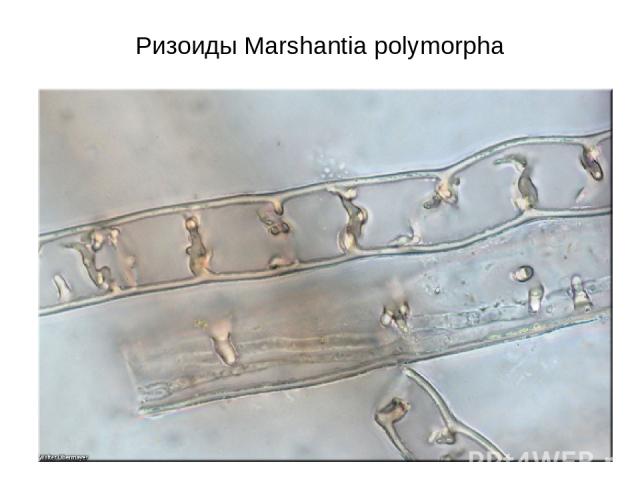 Ризоиды Marshantia polymorpha