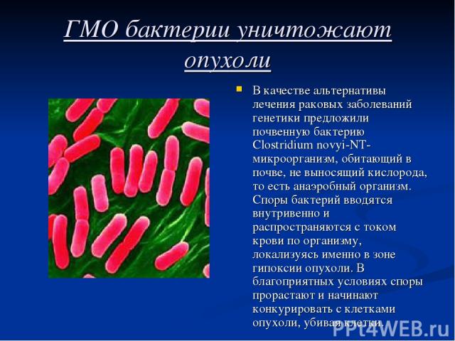 ГМО бактерии уничтожают опухоли В качестве альтернативы лечения раковых заболеваний генетики предложили почвенную бактерию Сlostridium novyi-NT-микроорганизм, обитающий в почве, не выносящий кислорода, то есть анаэробный организм. Споры бактерий вво…