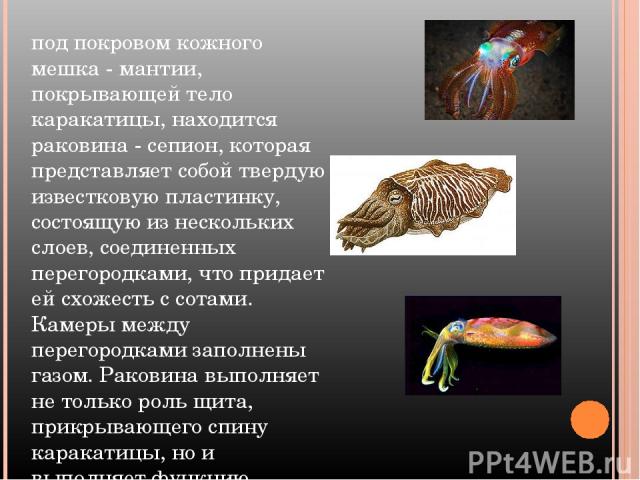 под покровом кожного мешка - мантии, покрывающей тело каракатицы, находится раковина - сепион, которая представляет собой твердую известковую пластинку, состоящую из нескольких слоев, соединенных перегородками, что придает ей схожесть с сотами. Каме…