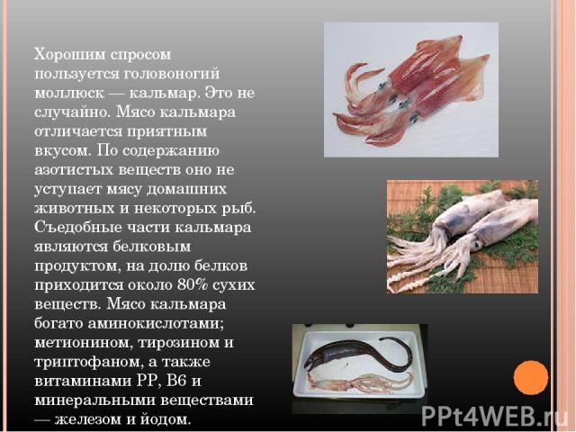 Хорошим спросом пользуется головоногий моллюск — кальмар. Это не случайно. Мясо кальмара отличается приятным вкусом. По содержанию азотистыx веществ оно не уступает мясу домашних животных и некоторых рыб. Съедобные части кальмара являются белковым п…