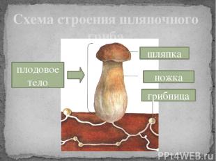 Схема строения шляпочного гриба шляпка ножка плодовое тело грибница