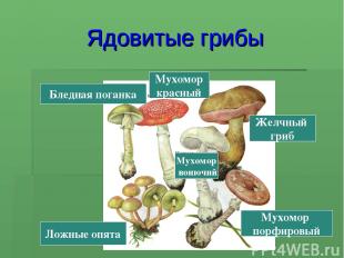 Ядовитые грибы Мухомор порфировый Желчный гриб Ложные опята Бледная поганка Мухо