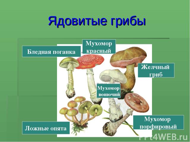 Ядовитые грибы Мухомор порфировый Желчный гриб Ложные опята Бледная поганка Мухомор красный Мухомор вонючий