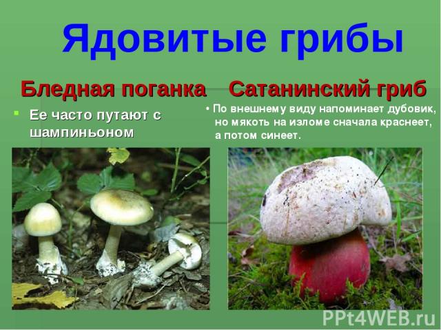 Бледная поганка Ее часто путают с шампиньоном Сатанинский гриб По внешнему виду напоминает дубовик, но мякоть на изломе сначала краснеет, а потом синеет. Ядовитые грибы