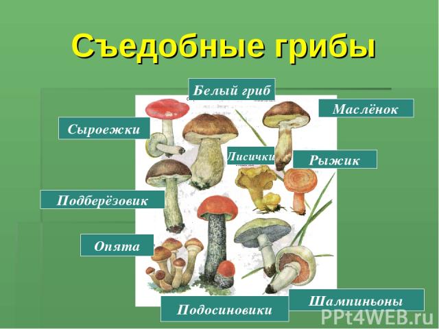 Съедобные грибы Шампиньоны Подосиновики Опята Рыжик Подберёзовик Сыроежки Белый гриб Маслёнок Лисички