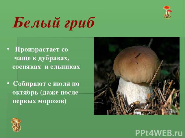Произрастает со чаще в дубравах, сосняках и ельниках Собирают с июля по октябрь (даже после первых морозов) Белый гриб