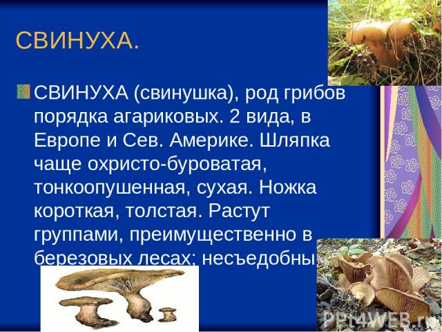 СВИНУХА. СВИНУХА (свинушка), род грибов порядка агариковых. 2 вида, в Европе и Сев. Америке. Шляпка чаще охристо-буроватая, тонкоопушенная, сухая. Ножка короткая, толстая. Растут группами, преимущественно в березовых лесах; несъедобны.