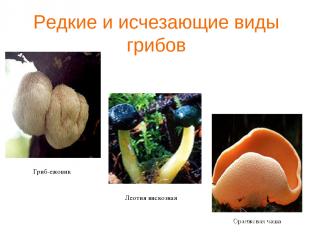 Редкие и исчезающие виды грибов Гриб-ежовик Леотия вискозная Оранжевая чаша