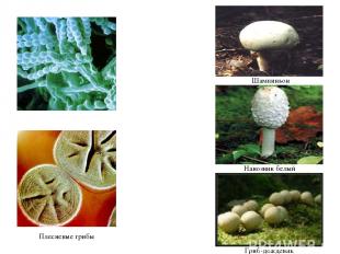 Плесневые грибы Гриб-дождевик Навозник белый Шампиньон