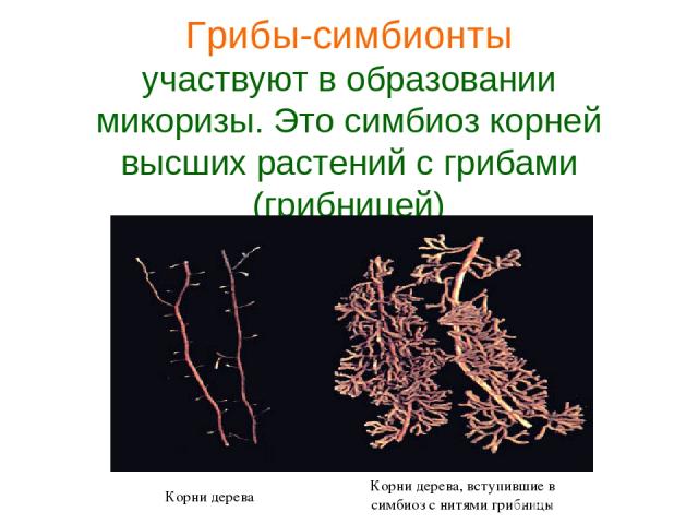 Грибы-симбионты участвуют в образовании микоризы. Это симбиоз корней высших растений с грибами (грибницей) Фотография микоризы Корни дерева Корни дерева, вступившие в симбиоз с нитями грибницы