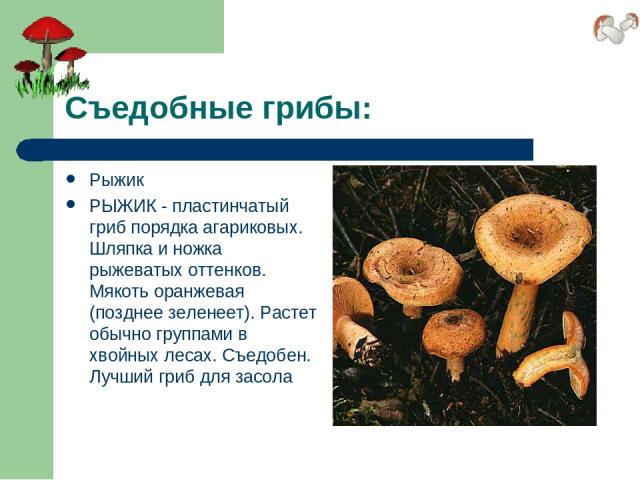 Съедобные грибы: Рыжик РЫЖИК - пластинчатый гриб порядка агариковых. Шляпка и ножка рыжеватых оттенков. Мякоть оранжевая (позднее зеленеет). Растет обычно группами в хвойных лесах. Съедобен. Лучший гриб для засола