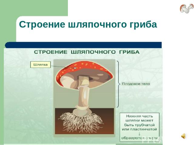 Строение шляпочного гриба