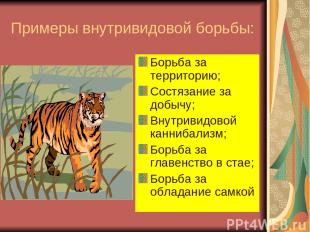 Примеры внутривидовой борьбы: Борьба за территорию; Состязание за добычу; Внутри