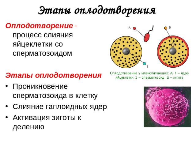Этапы оплодотворения Оплодотворение - процесс слияния яйцеклетки со сперматозоидом Этапы оплодотворения Проникновение сперматозоида в клетку Слияние гаплоидных ядер Активация зиготы к делению