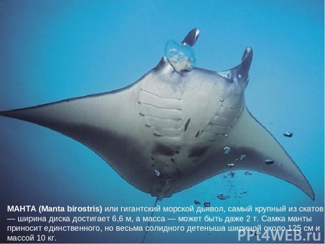 МАНТА (Manta birostris) или гигантский морской дьявол, самый крупный из скатов — ширина диска достигает 6,6 м, а масса — может быть даже 2 т. Самка манты приносит единственного, но весьма солидного детеныша шириной около 125 см и массой 10 кг.