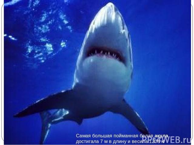 Самая большая пойманная белая акула достигала 7 м в длину и весила 1208 кг