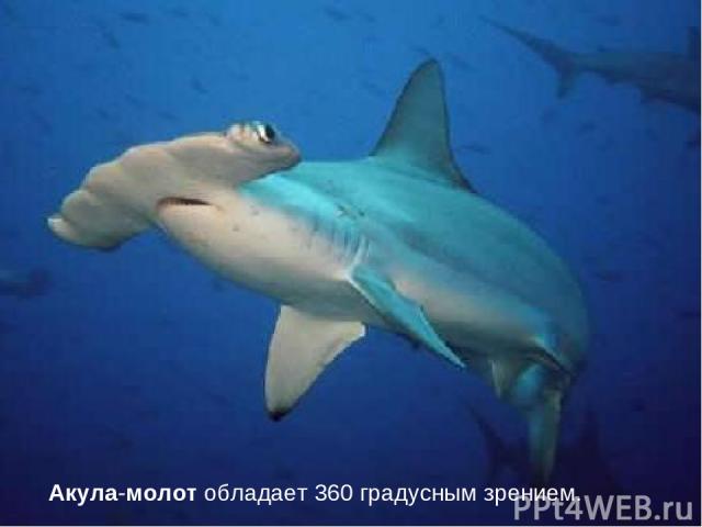 Акула-молот обладает 360 градусным зрением.