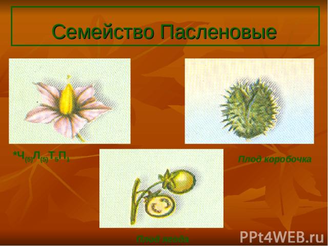 Семейство Пасленовые *Ч(5)Л(5)Т5П1 Плод коробочка Плод ягода