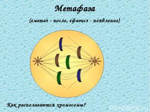 Метафаза («мета» - после, «фазис» - появление) Как располагаются хромосомы?