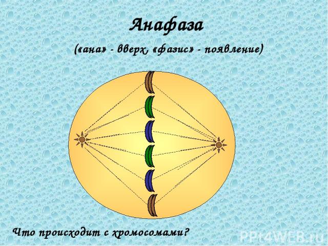 Анафаза («ана» - вверх, «фазис» - появление) Что происходит с хромосомами?