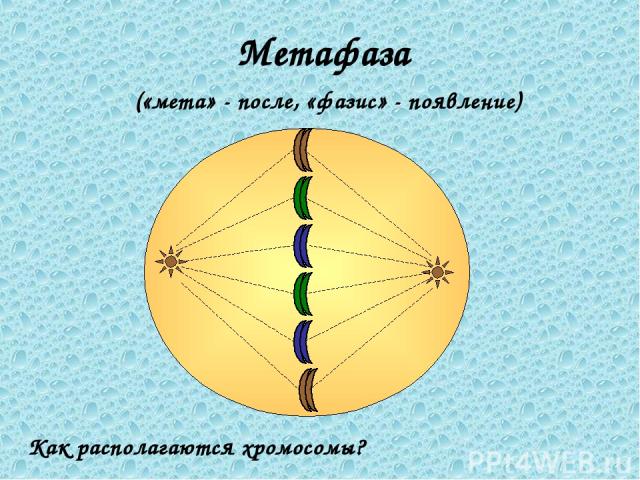 Метафаза («мета» - после, «фазис» - появление) Как располагаются хромосомы?