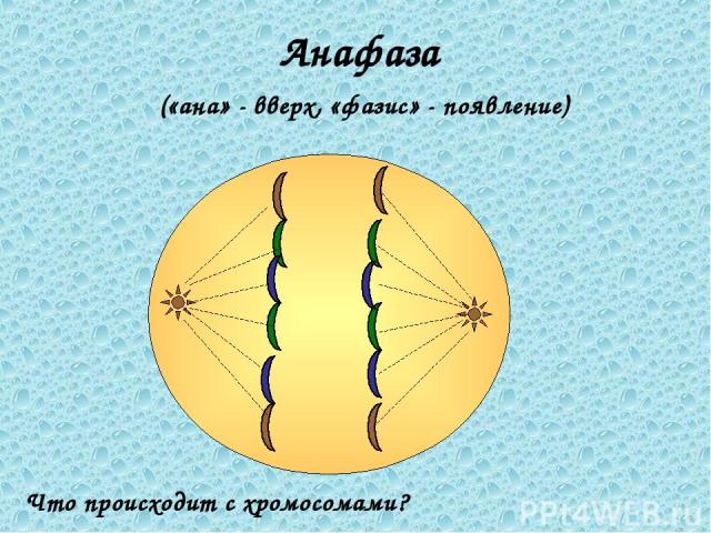 Анафаза («ана» - вверх, «фазис» - появление) Что происходит с хромосомами?