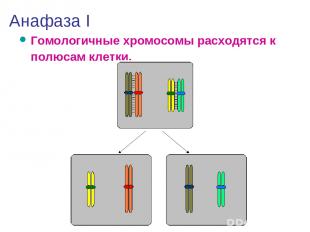 Анафаза I Гомологичные хромосомы расходятся к полюсам клетки.