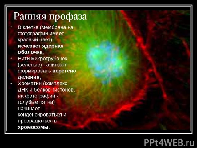 Ранняя профаза В клетке (мембрана на фотографии имеет красный цвет) исчезает ядерная оболочка, Нити микротрубочек (зеленые) начинают формировать веретено деления, Хроматин (комплекс ДНК и белков-гистонов, на фотографии - голубые пятна) начинает конд…