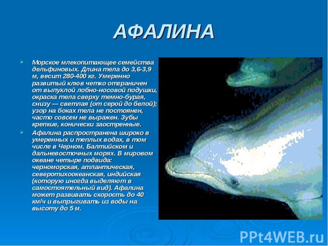 АФАЛИНА Морское млекопитающее семейства дельфиновых. Длина тела до 3,6-3,9 м, весит 280-400 кг. Умеренно развитый клюв четко отграничен от выпуклой лобно-носовой подушки, окраска тела сверху темно-бурая, снизу — светлая (от серой до белой); узор на …