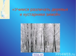 «Учимся различать деревья и кустарники зимой» 900igr.net