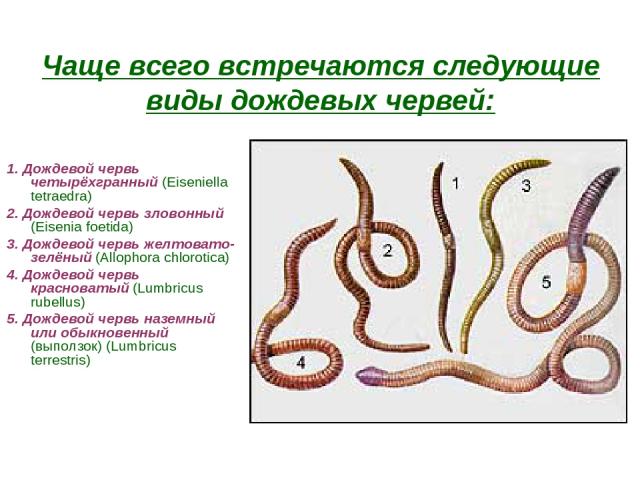Чаще всего встречаются следующие виды дождевых червей: 1. Дождевой червь четырёхгранный (Eiseniella tetraedra) 2. Дождевой червь зловонный (Eisenia foetida) 3. Дождевой червь желтовато-зелёный (Allophora chlorotica) 4. Дождевой червь красноватый (Lu…