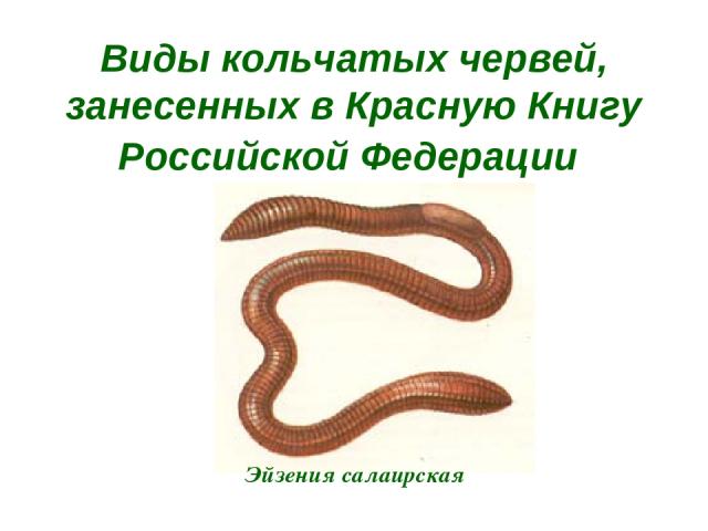 Виды кольчатых червей, занесенных в Красную Книгу Российской Федерации Эйзения салаирская