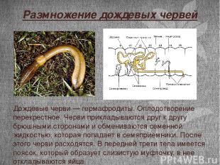 Размножение дождевых червей Дождевые черви — гермафродиты. Оплодотворение перекр