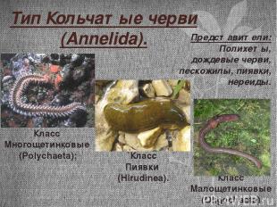 Тип Кольчатые черви (Annelida). Класс Пиявки (Hirudinea). Класс Многощетинковые