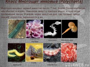 Класс Многощетинковые (Polуchaeta) Многощетинковых червей известно около 7 тыс.