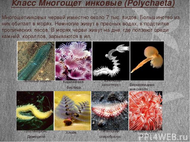 Класс Многощетинковые (Polуchaeta) Многощетинковых червей известно около 7 тыс. видов. Большинство из них обитает в морях. Немногие живут в пресных водах, в подстилке тропических лесов. В морях черви живут на дне, где ползают среди камней, кораллов,…