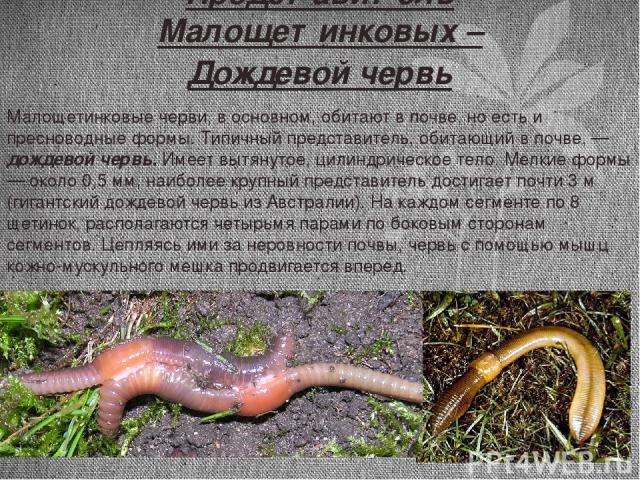 Представитель Малощетинковых – Дождевой червь Малощетинковые черви, в основном, обитают в почве, но есть и пресноводные формы. Типичный представитель, обитающий в почве, — дождевой червь. Имеет вытянутое, цилиндрическое тело. Мелкие формы — около 0,…