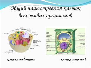 Общий план строения клеток всех живых организмов клетка животных клетка растений
