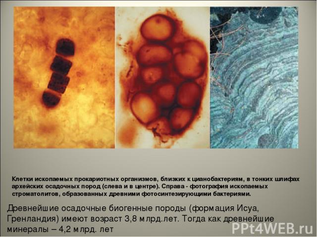 Клетки ископаемых прокариотных организмов, близких к цианобактериям, в тонких шлифах архейских осадочных пород (слева и в центре). Справа - фотография ископаемых строматолитов, образованных древними фотосинтезирующими бактериями. Древнейшие осадочны…
