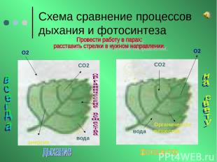 Схема сравнение процессов дыхания и фотосинтеза О2 О2 СО2 СО2 вода вода энергия