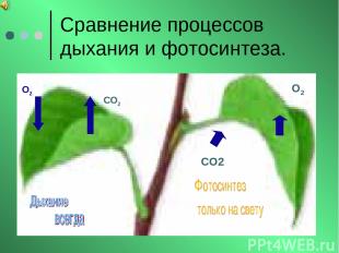 Сравнение процессов дыхания и фотосинтеза. О2 СО2 СО2 О2