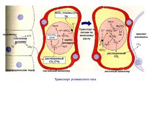 клеточное дыхание нутриенты периферические ткани растворенный СО2 (7%) НСО3- пла