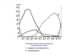 Распределение активности нейронов в дыхательном цикле 1 – «среднего» инспираторн
