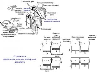 Скелетная дуга Мышца-констриктор Вторичные складки Жаберные нити Вторичные склад